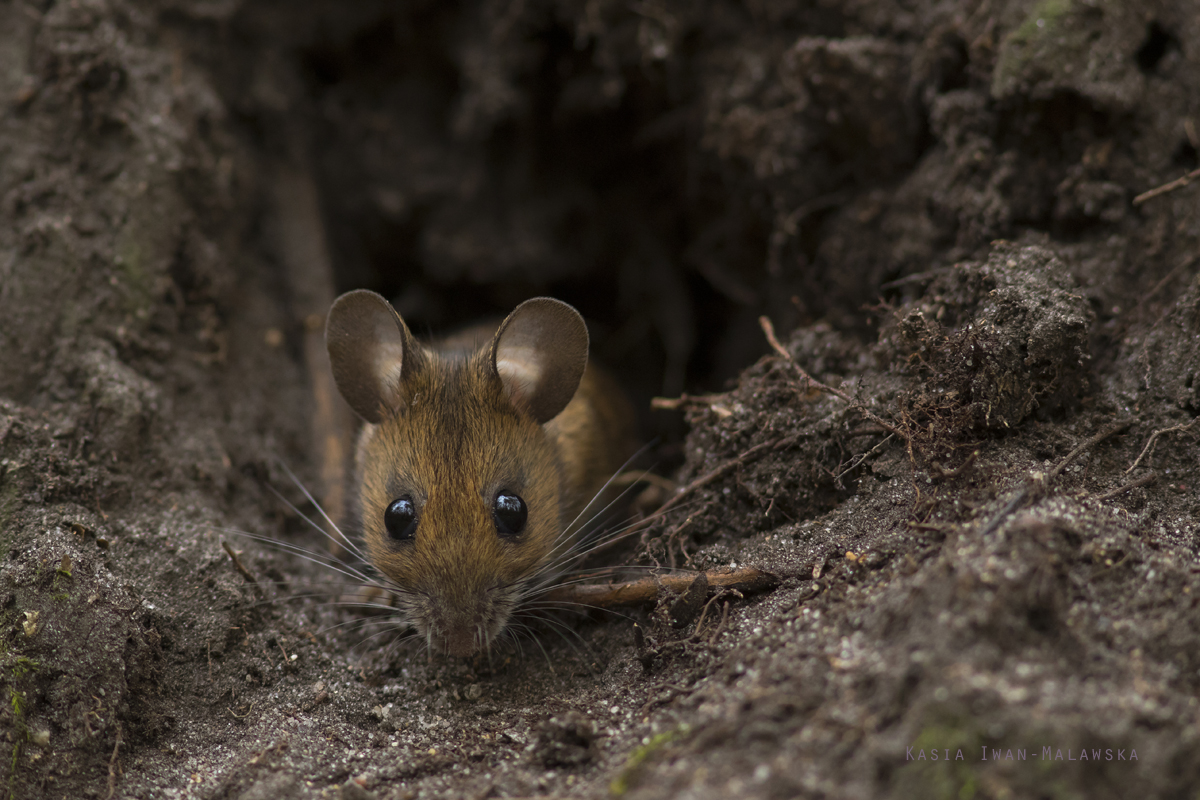 Apodemus, flavicollis, Yellow-necked, Field, Mouse