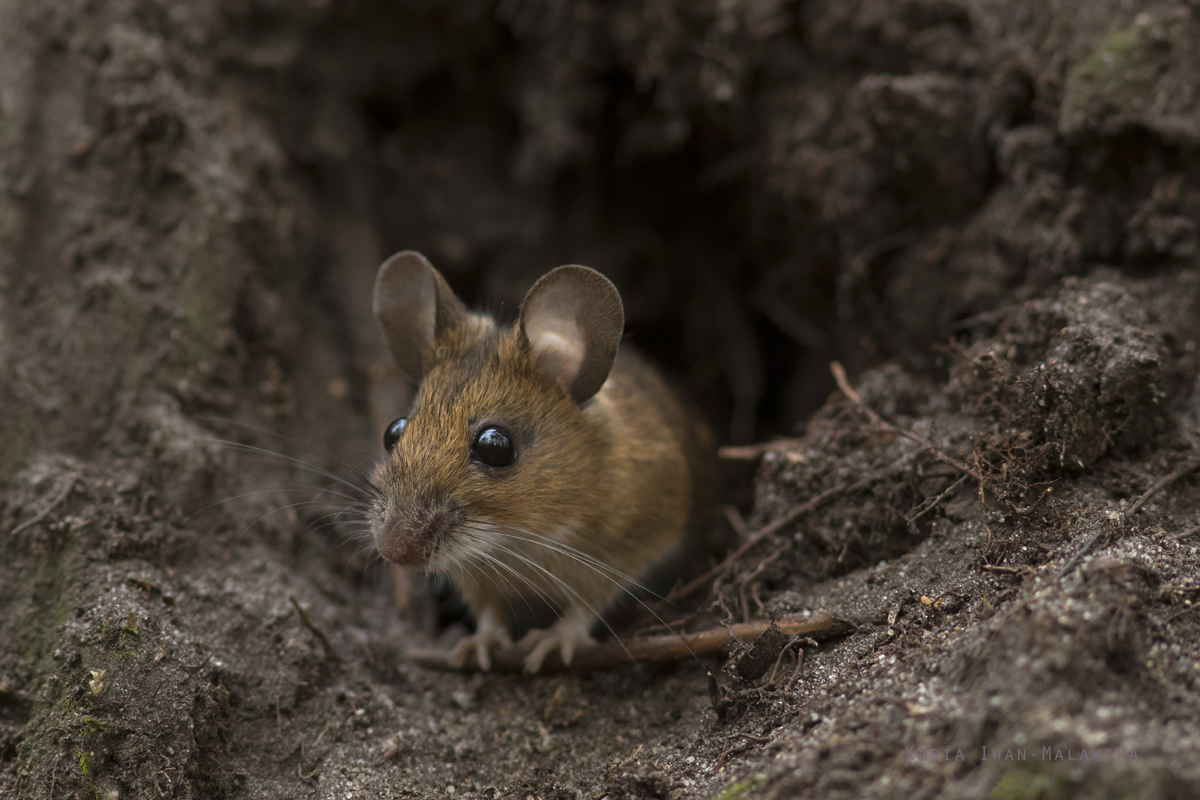 Apodemus, flavicollis, Yellow-necked, Field, Mouse