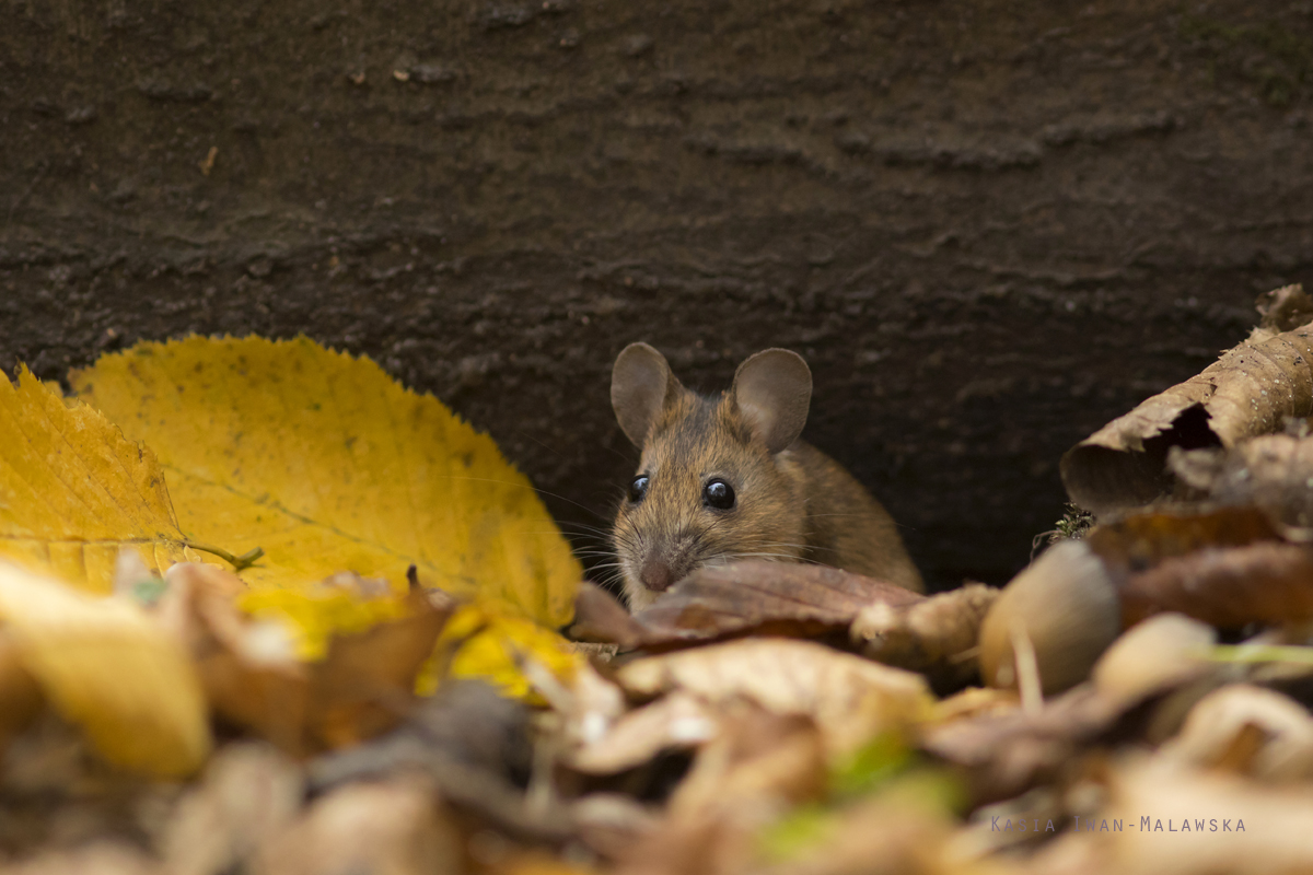 Apodemus, flavicollis, Yellow-necked, Field, Mouse