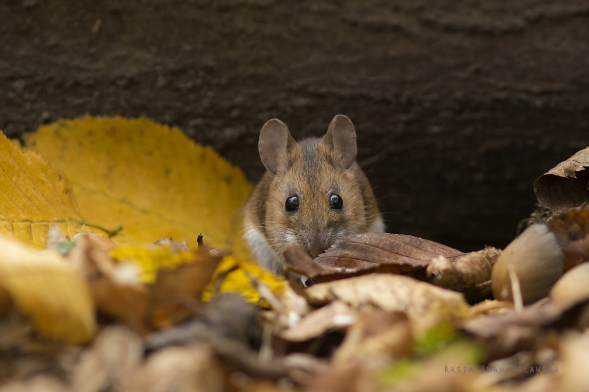 Apodemus, flavicollis, Yellow-necked, Field, Mouse