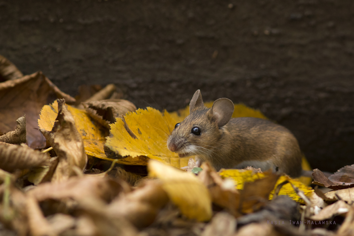 Apodemus, flavicollis, Yellow-necked, Field, Mouse