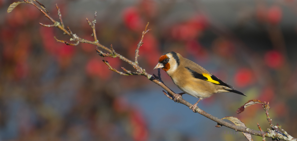 Szczygie, Carduelis, carduelis, ptaki