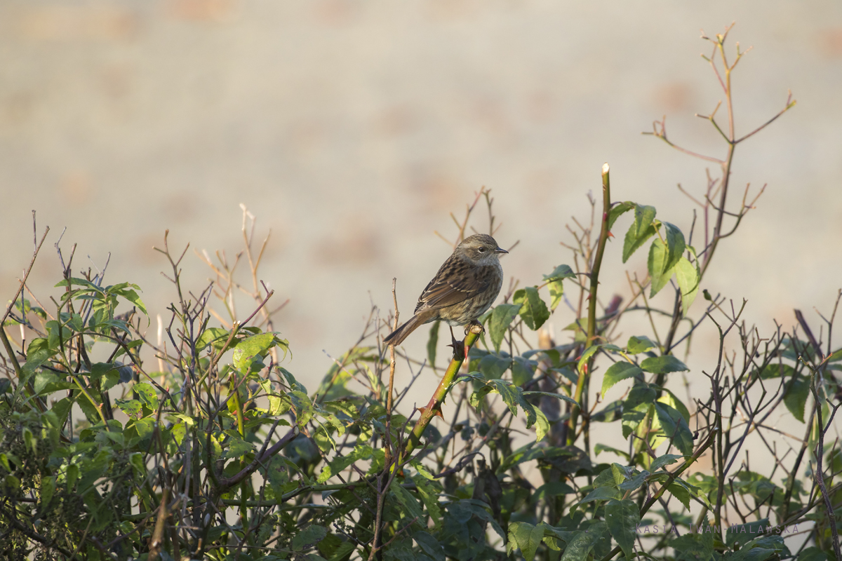 Prunella, modularis, Dunnock