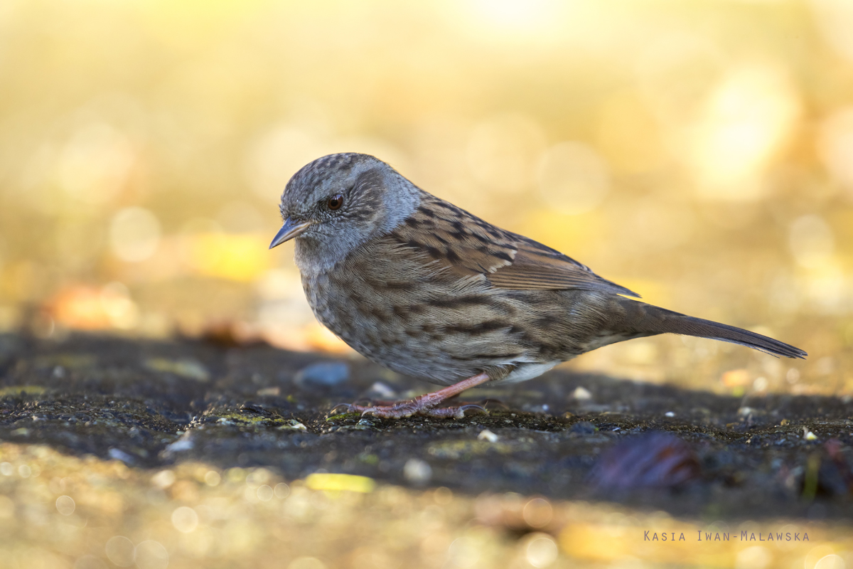 Prunella, modularis, Dunnock