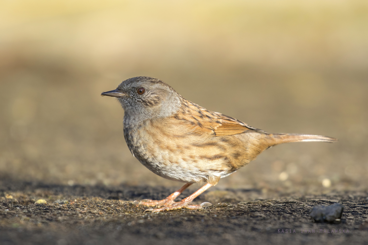 Prunella, modularis, Dunnock