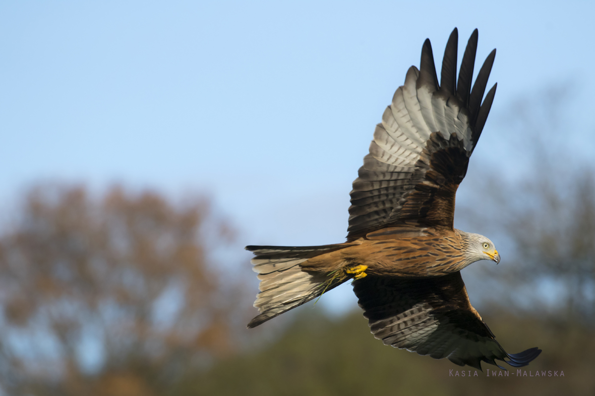 Milvus, milvus, Red, Kite