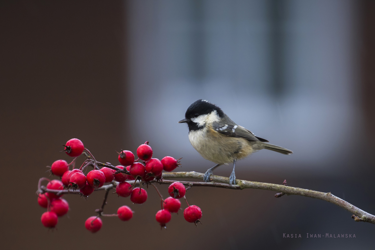 Sikora, sosnwka, Parus, Periparus, ater, ptaki