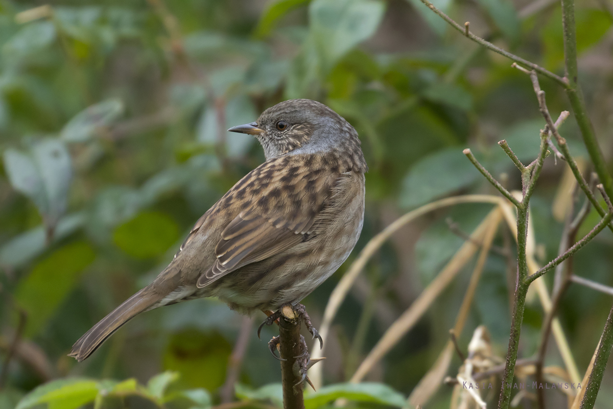 Prunella, modularis, Dunnock