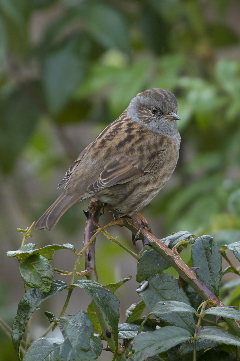 Prunella, modularis, Dunnock