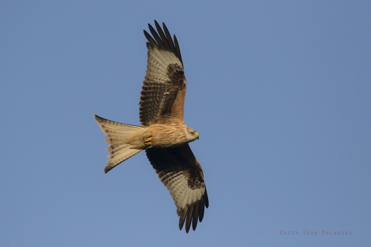 Milvus, milvus, Red, Kite