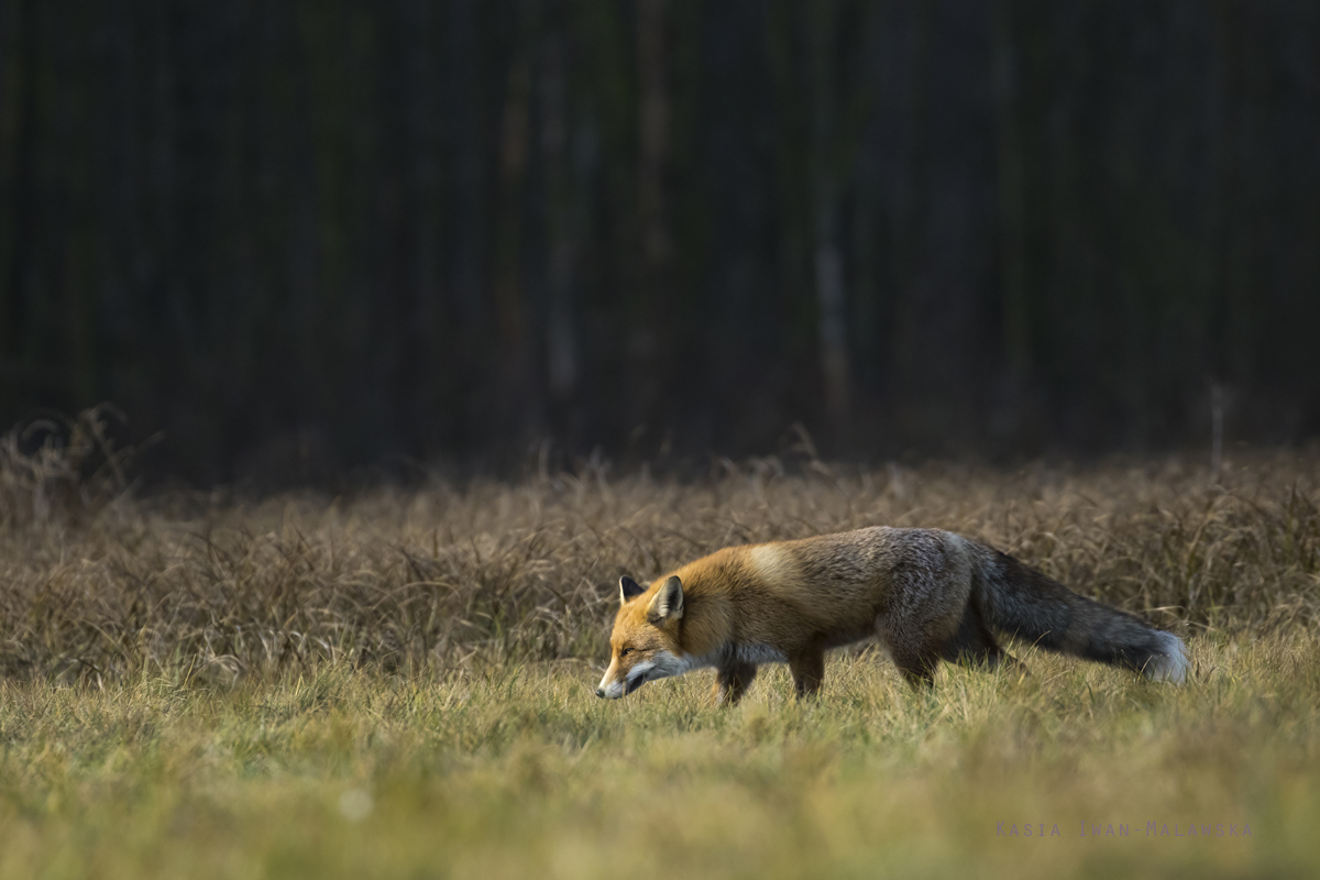 Vulpes, vulpes, Red, Fox