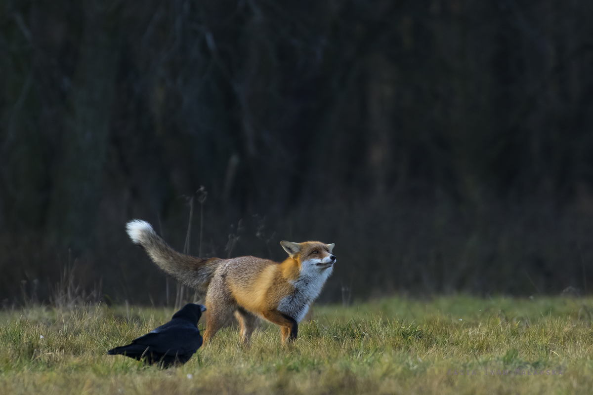 Vulpes, vulpes, Red, Fox