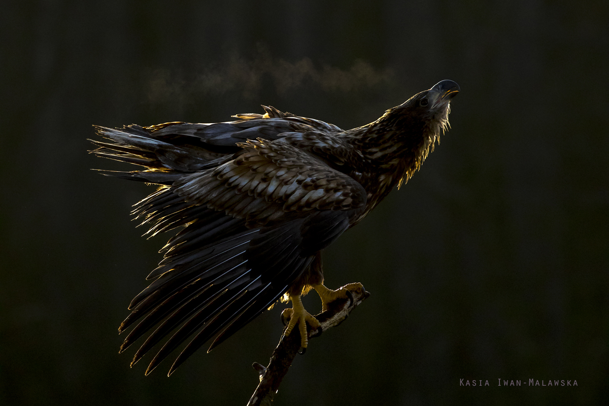 Haliaeetus, albicilla, White-tailed, Eagle