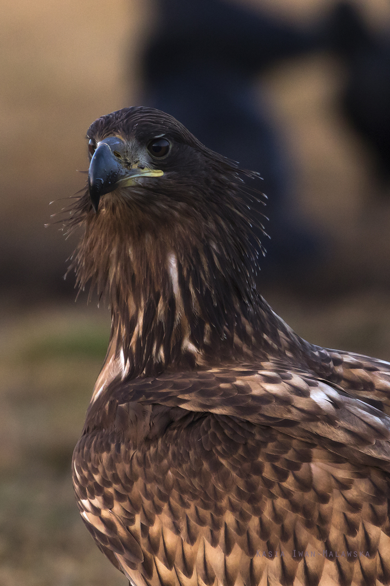 Bielik, Haliaeetus, albicilla, ptaki