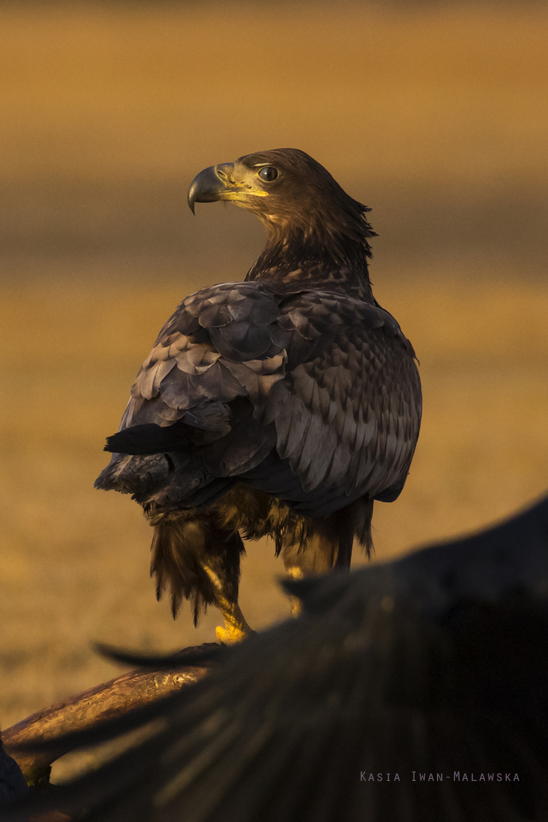 Bielik, Haliaeetus, albicilla, ptaki