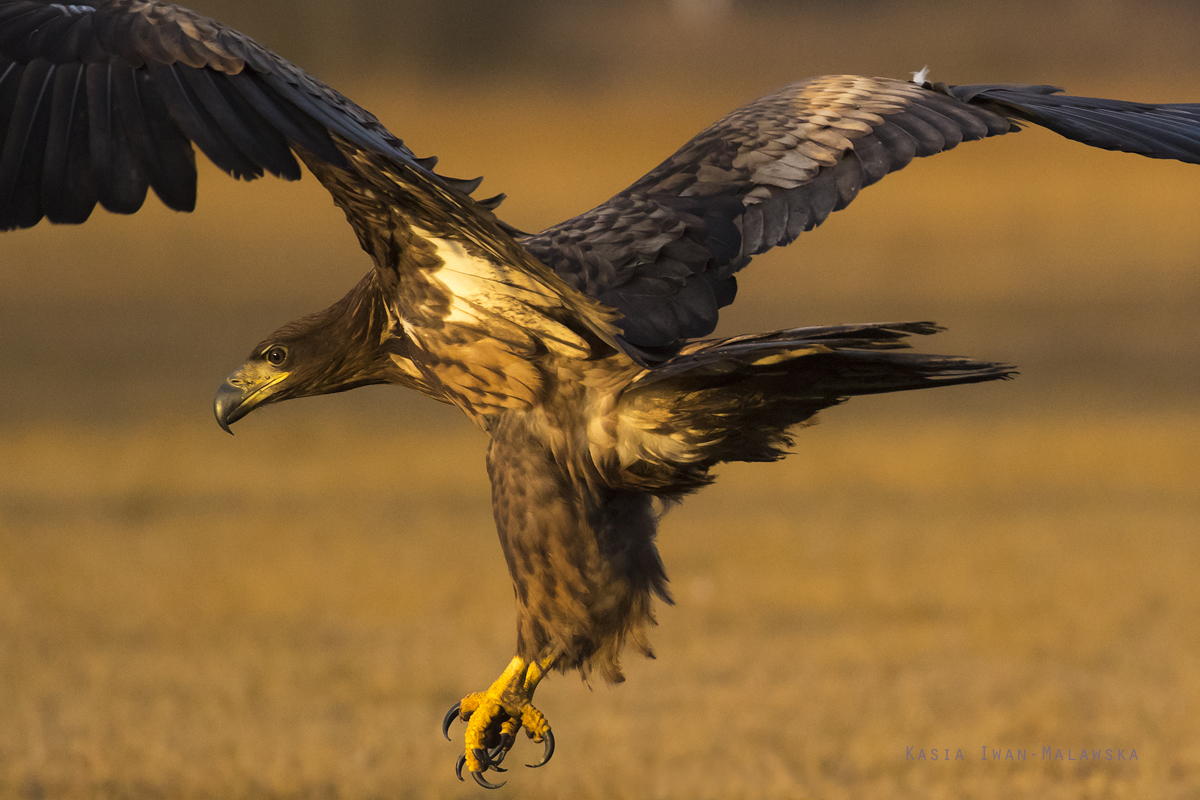 Haliaeetus, albicilla, White-tailed, Eagle