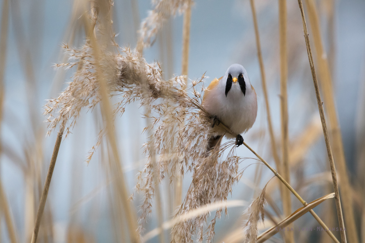 Panurus, biarmicus, Bearded, Reedling