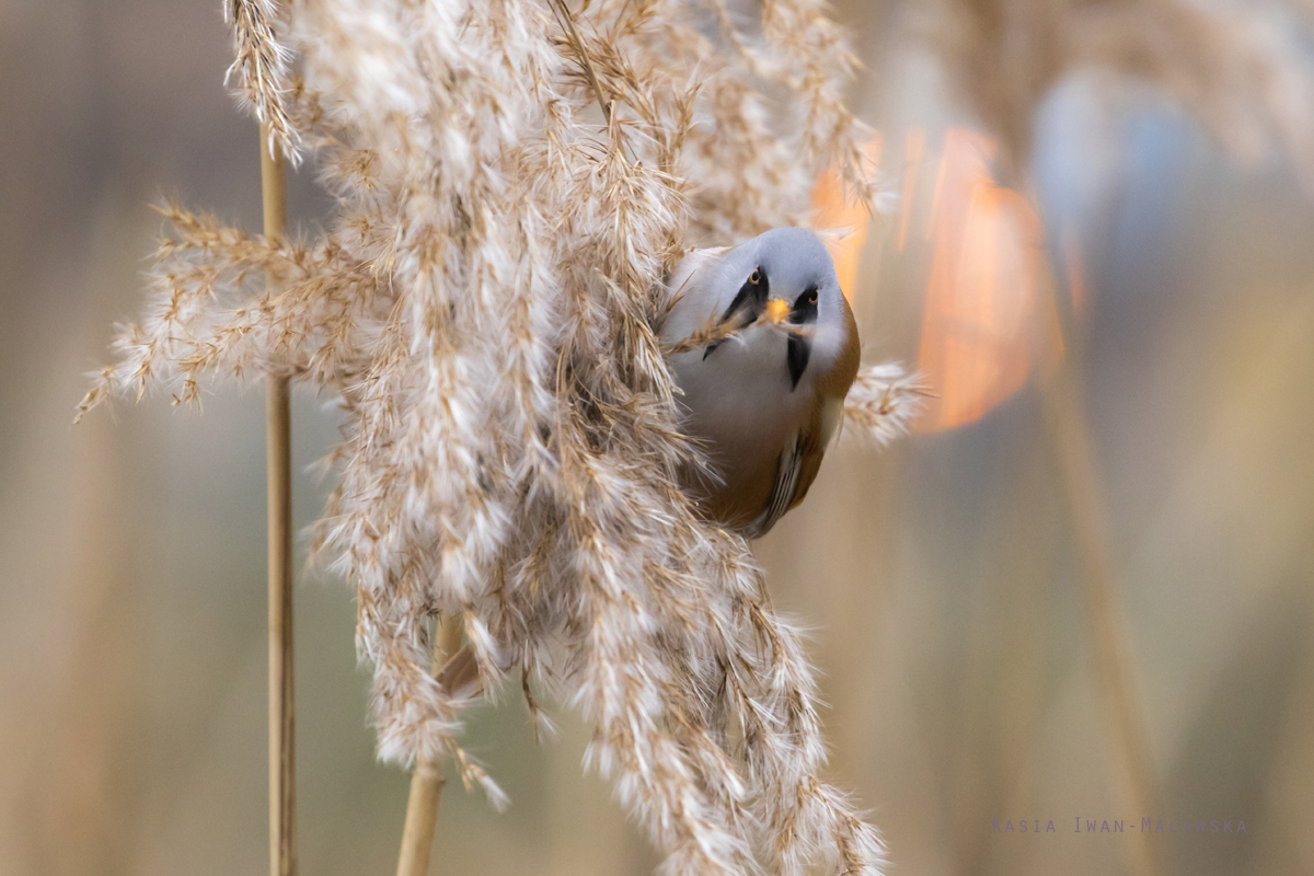 Panurus, biarmicus, Bearded, Reedling