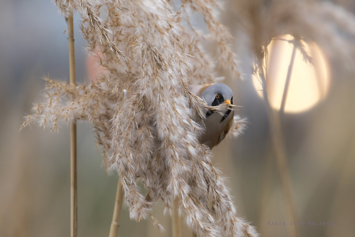 Panurus, biarmicus, Bearded, Reedling