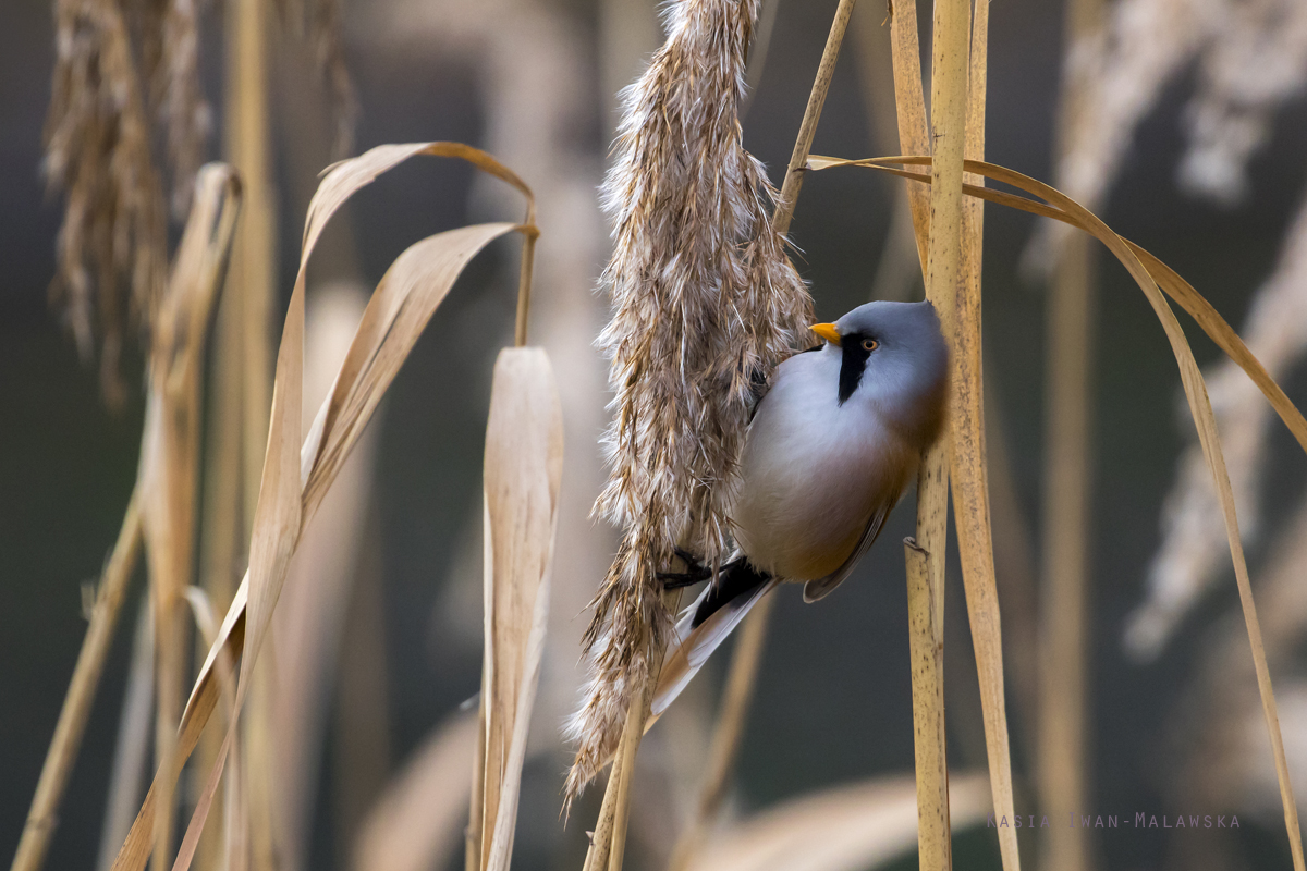 Panurus, biarmicus, Bearded, Reedling