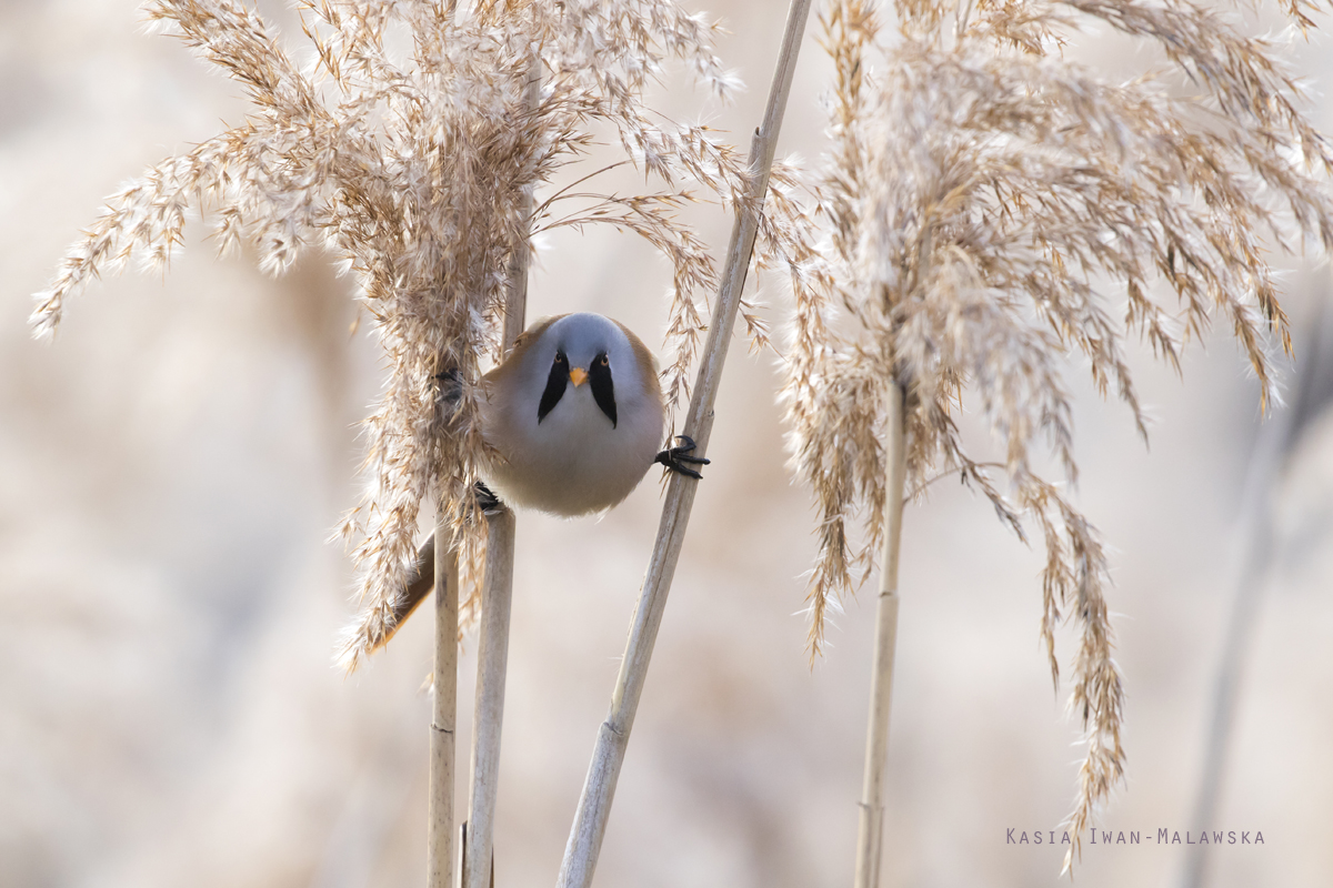 Panurus, biarmicus, Bearded, Reedling