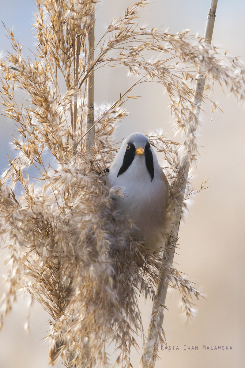 Panurus, biarmicus, Bearded, Reedling