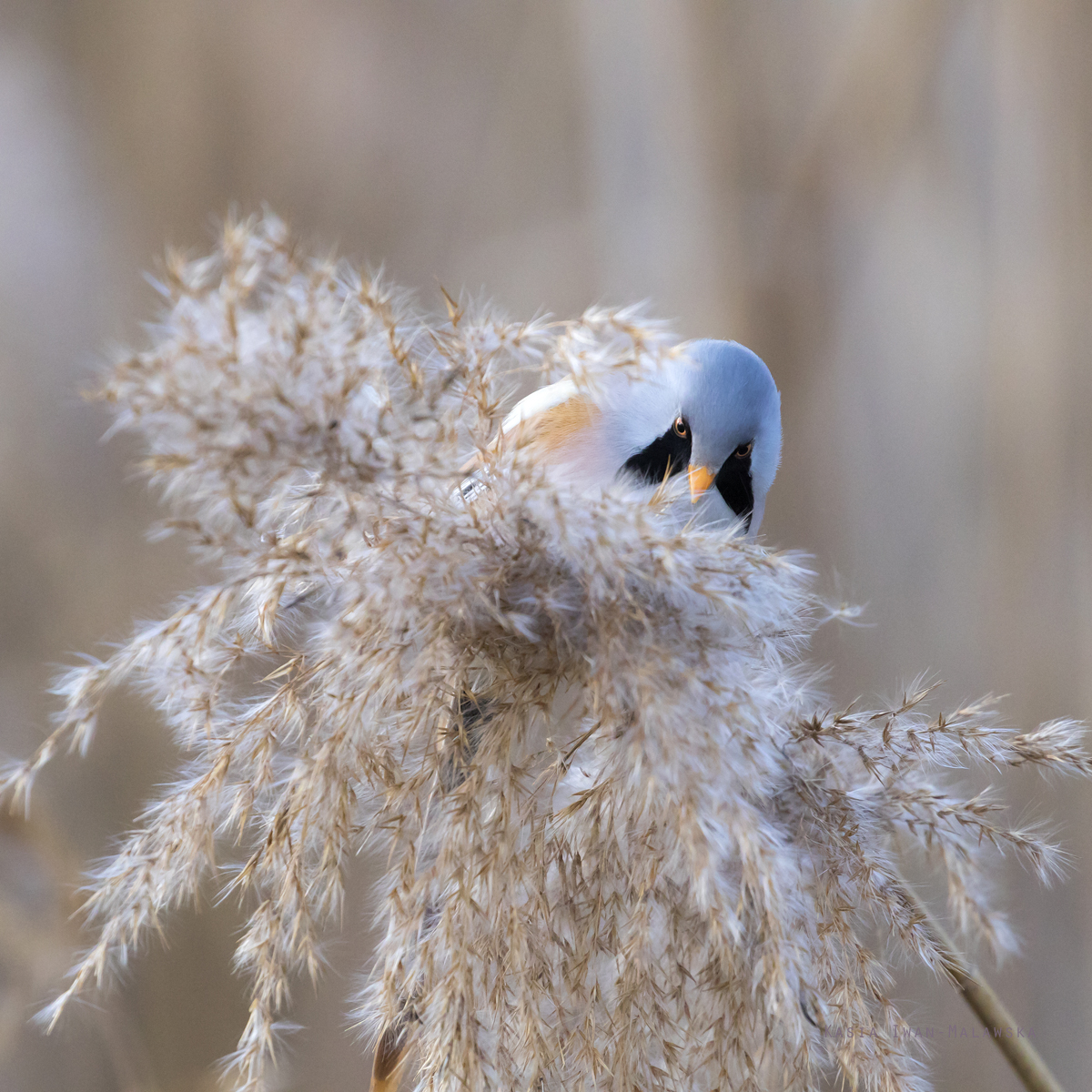 Panurus, biarmicus, Bearded, Reedling