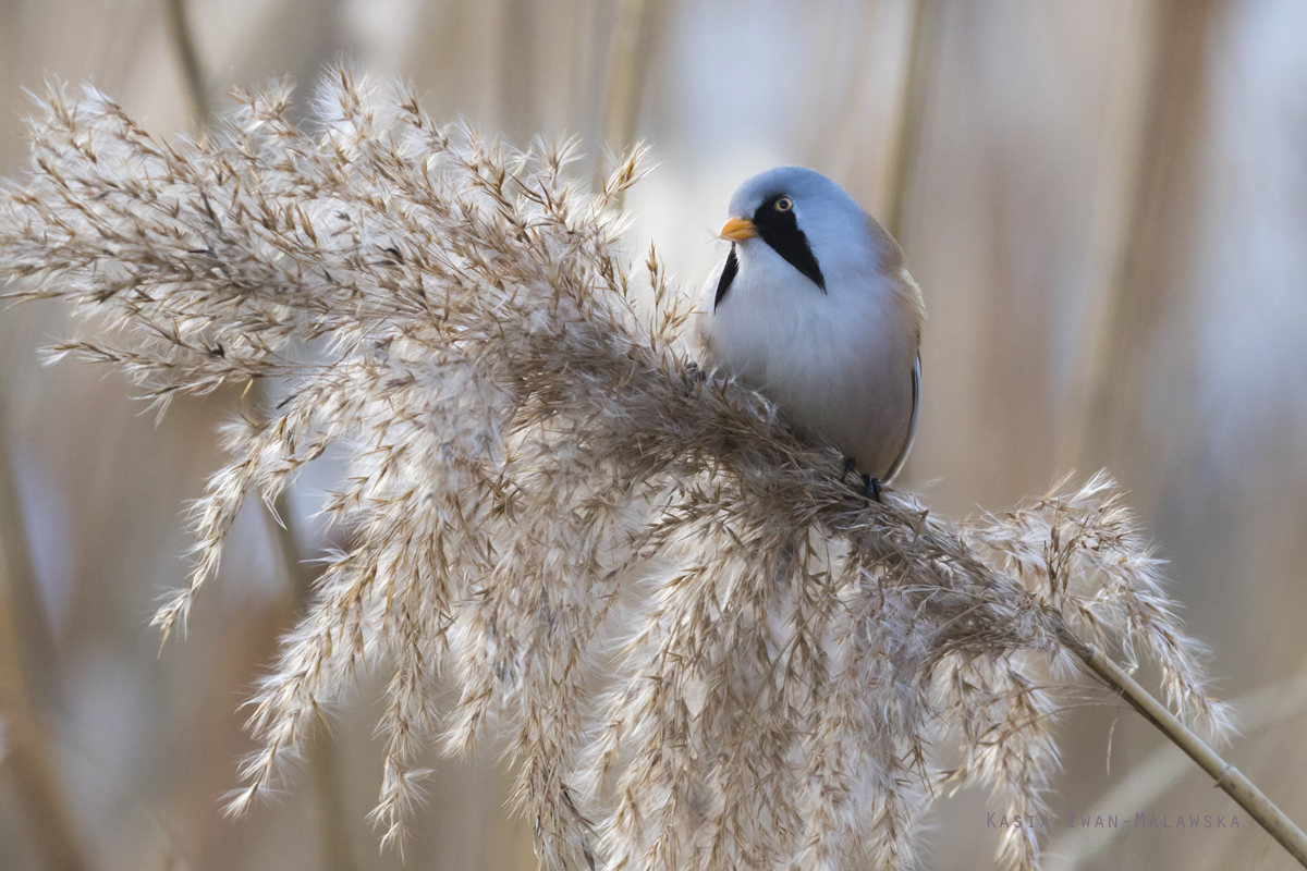 Panurus, biarmicus, Bearded, Reedling