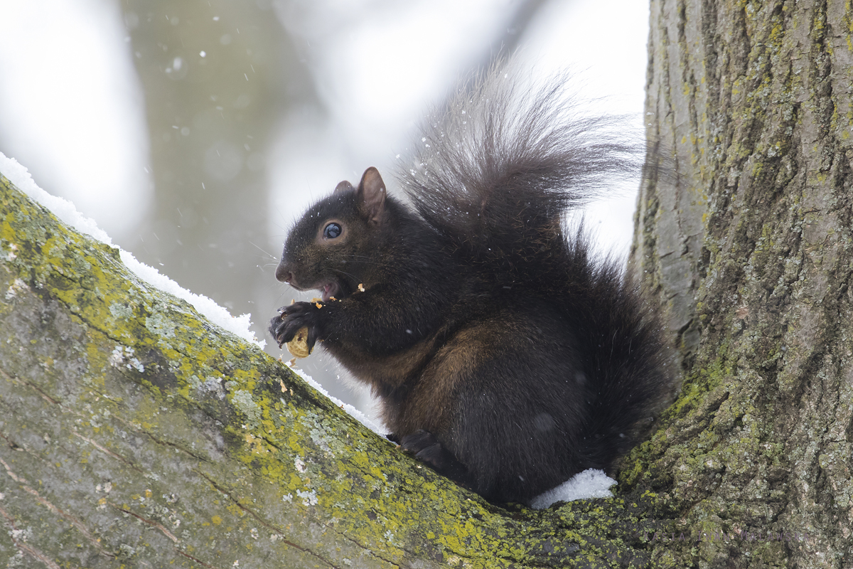 Wiewirka, szara, Sciurus, carolinensis, Kanada, ssaki