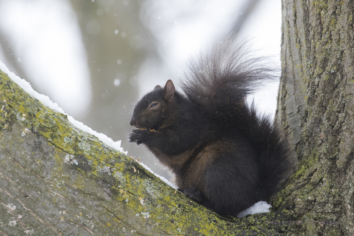 Wiewirka, szara, Sciurus, carolinensis, Kanada, ssaki