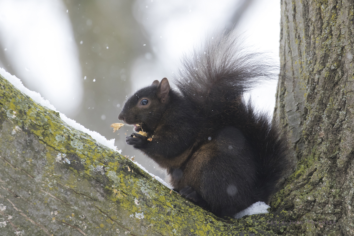 Sciurus, carolinensis, Eastern, Gray, Squirrel, Canada