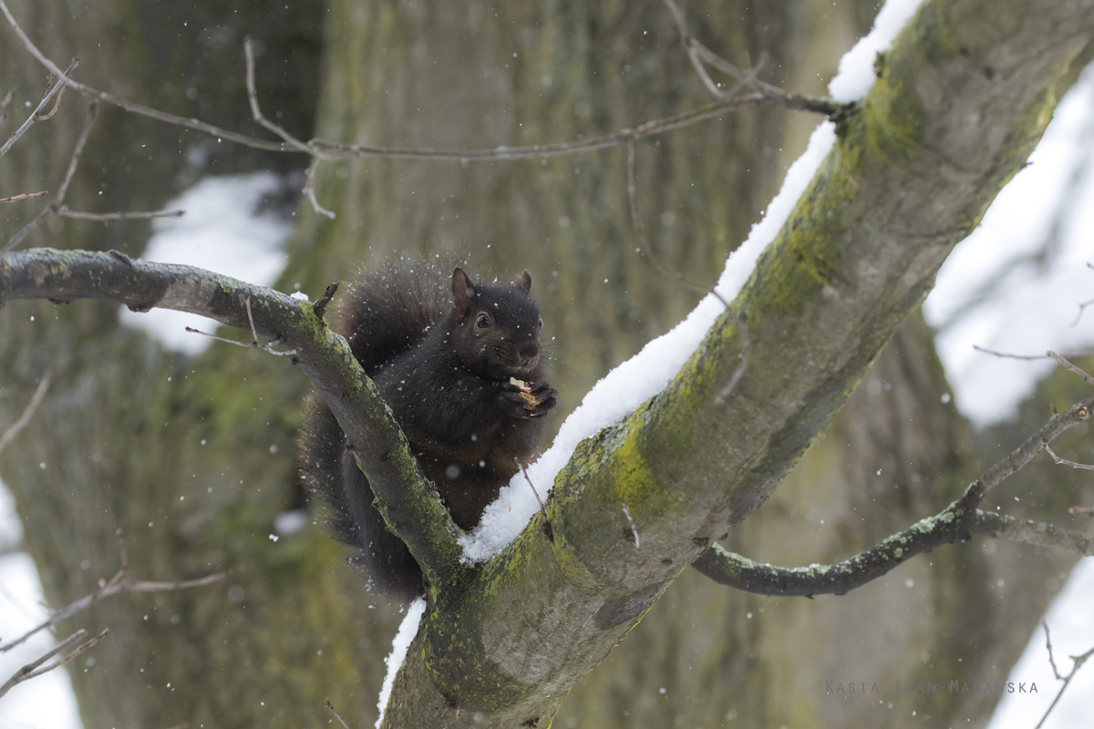 Wiewirka, szara, Sciurus, carolinensis, Kanada, ssaki