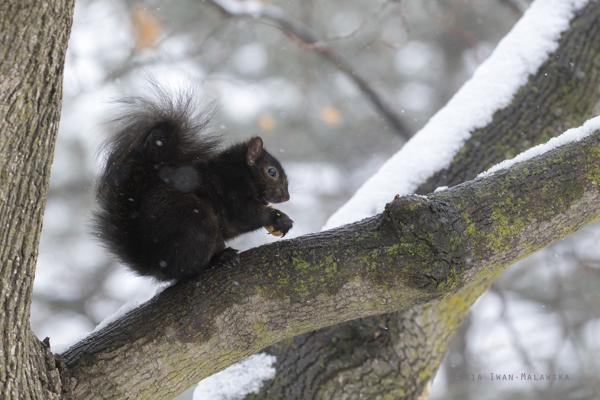 Sciurus, carolinensis, Eastern, Gray, Squirrel, Canada