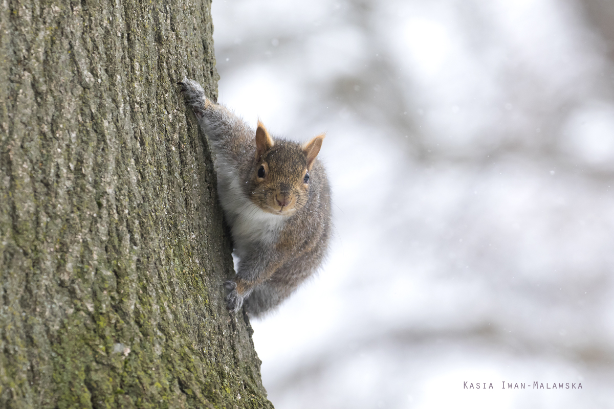 Sciurus, carolinensis, Eastern, Gray, Squirrel, Canada