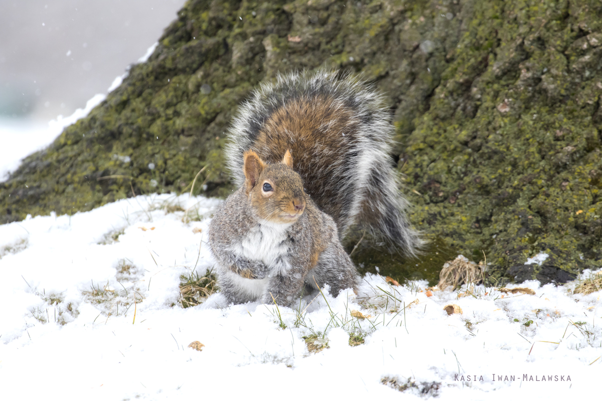 Wiewirka, szara, Sciurus, carolinensis, Kanada, ssaki