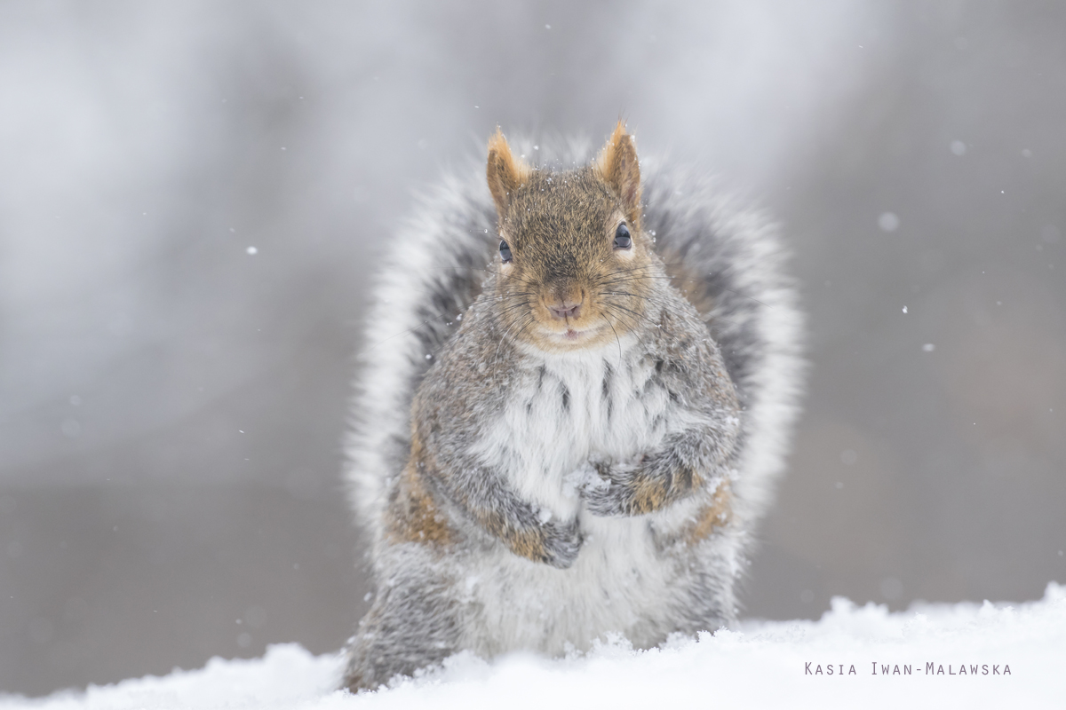 Sciurus, carolinensis, Eastern, Gray, Squirrel, Canada