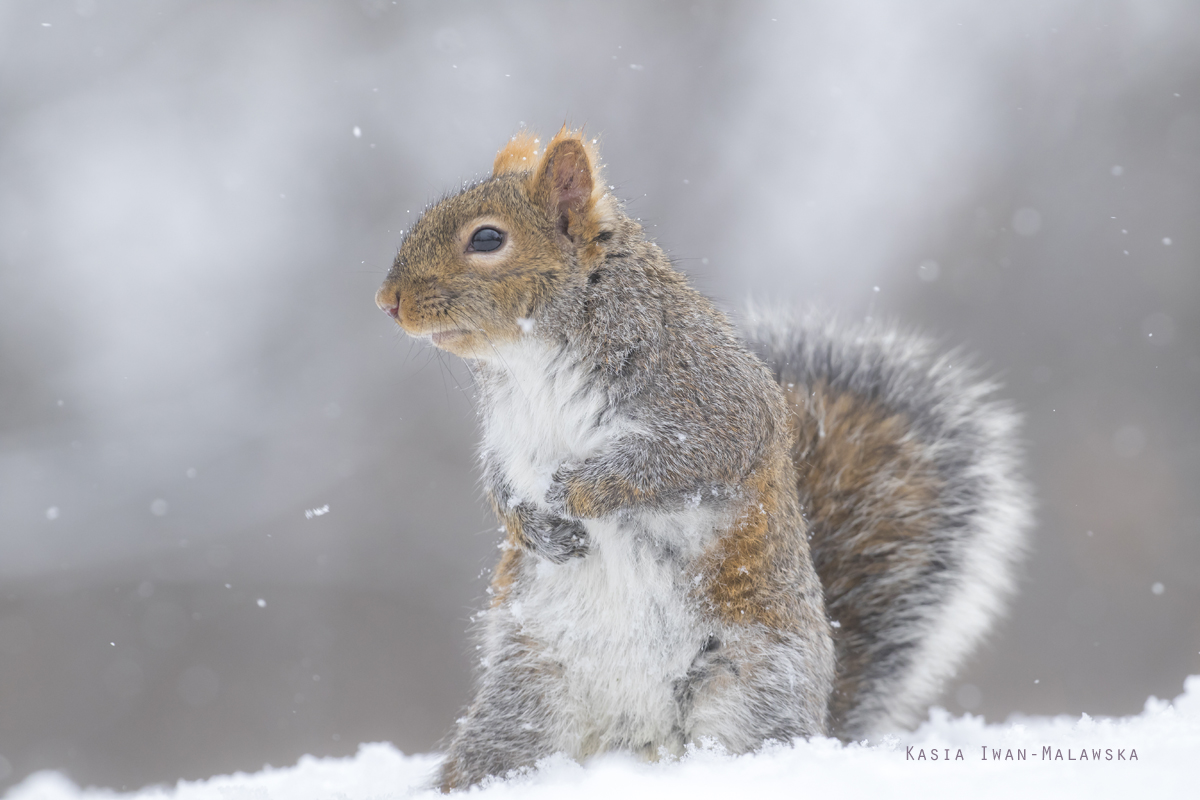 Wiewirka, szara, Sciurus, carolinensis, Kanada, ssaki