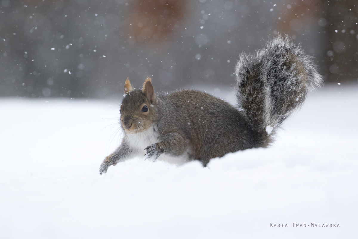 Wiewirka, szara, Sciurus, carolinensis, Kanada, ssaki