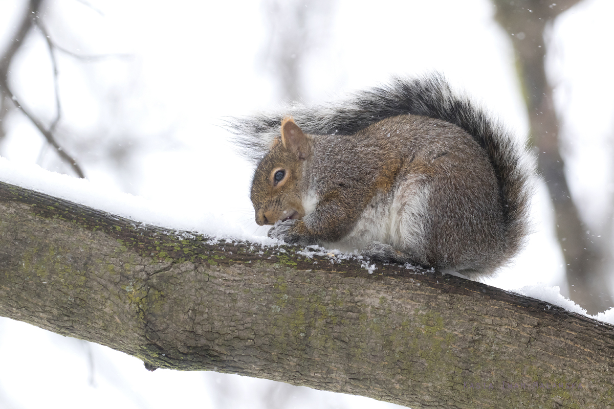 Wiewirka, szara, Sciurus, carolinensis, Kanada, ssaki