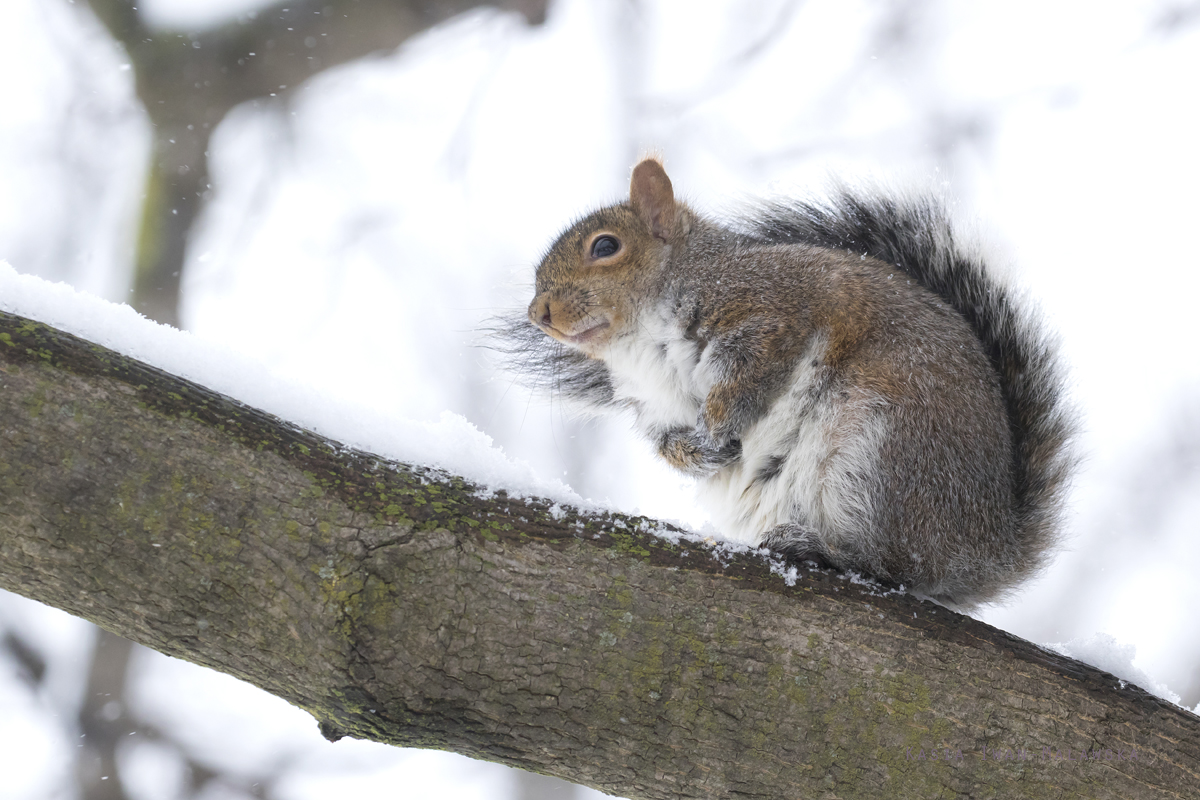 Sciurus, carolinensis, Eastern, Gray, Squirrel, Canada