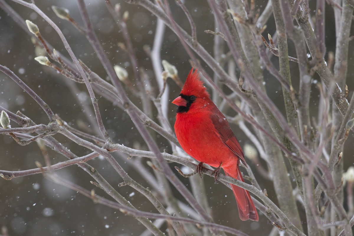 Kardyna, szkaratny, Cardinalis, cardinalis, Kanada, ptaki