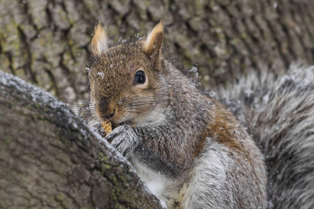 Wiewirka, szara, Sciurus, carolinensis, Kanada, ssaki