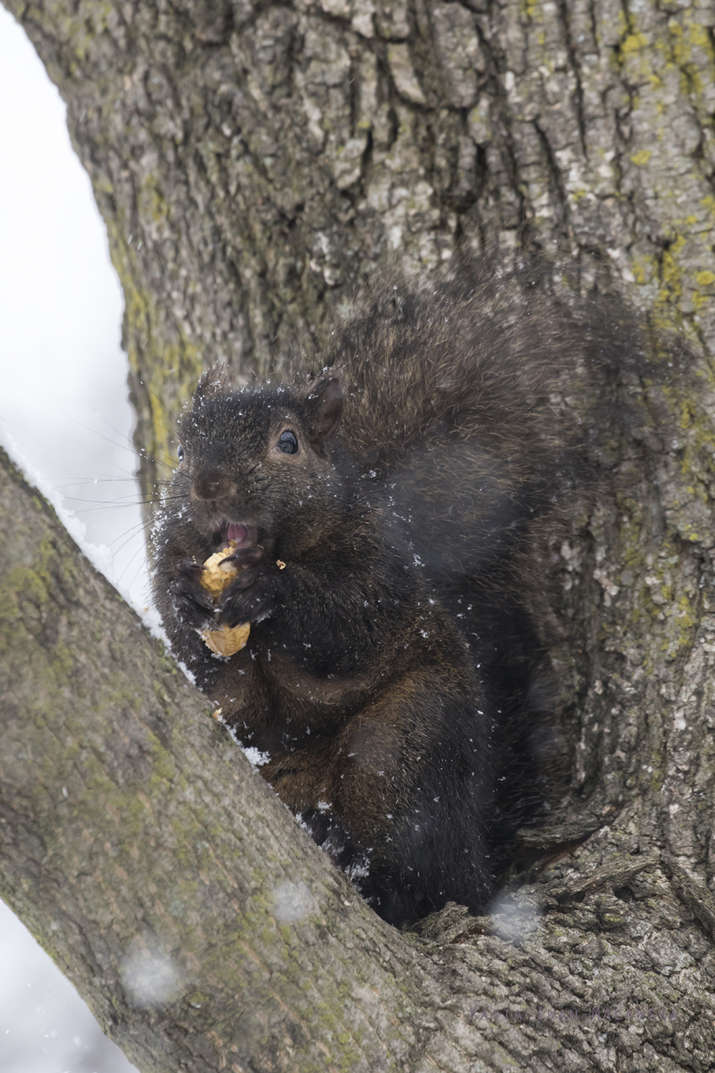 Sciurus, carolinensis, Eastern, Gray, Squirrel, Canada