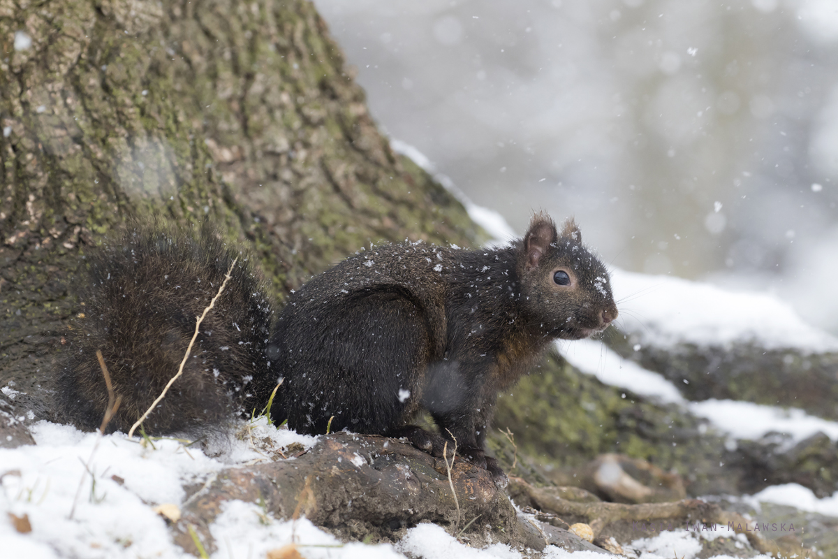 Sciurus, carolinensis, Eastern, Gray, Squirrel, Canada