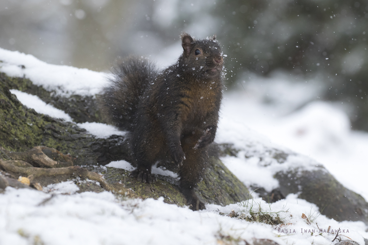 Wiewirka, szara, Sciurus, carolinensis, Kanada, ssaki