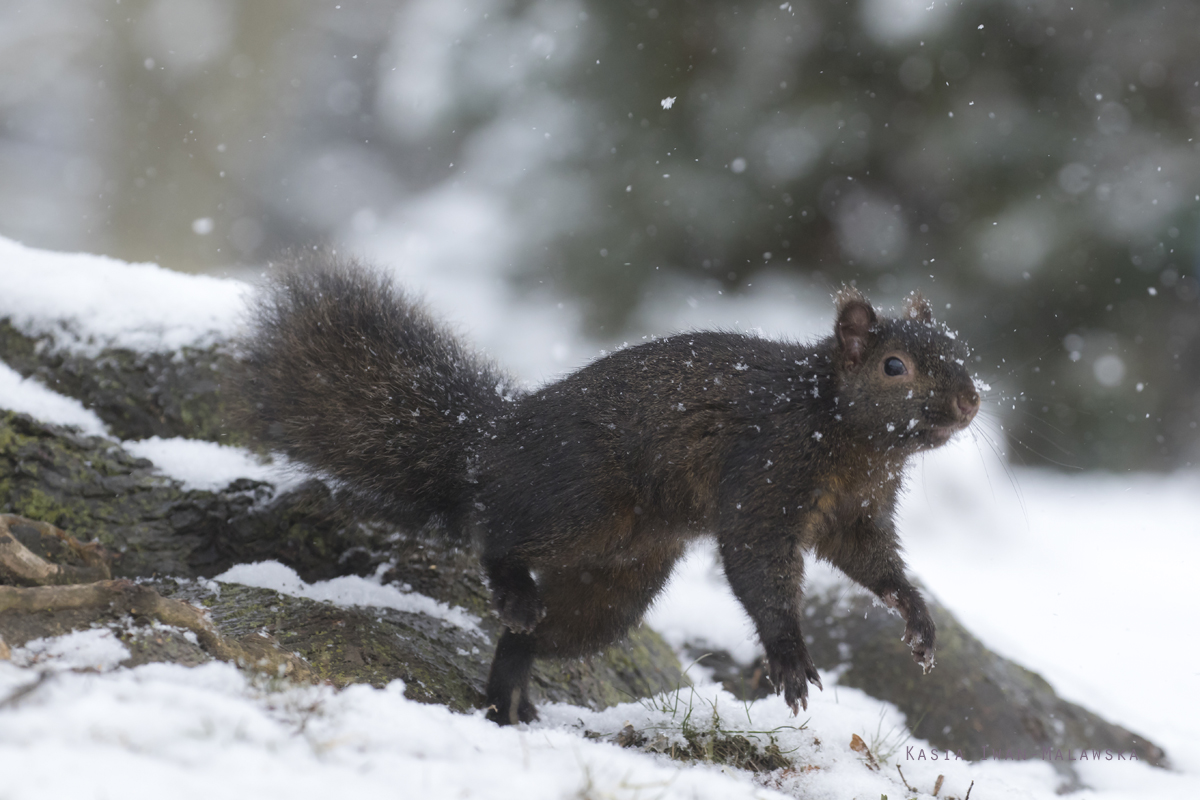 Wiewirka, szara, Sciurus, carolinensis, Kanada, ssaki