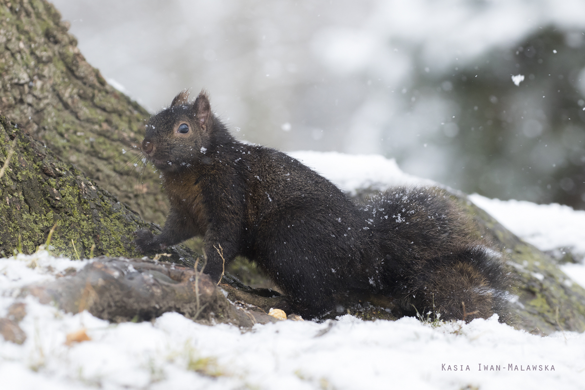 Wiewirka, szara, Sciurus, carolinensis, Kanada, ssaki