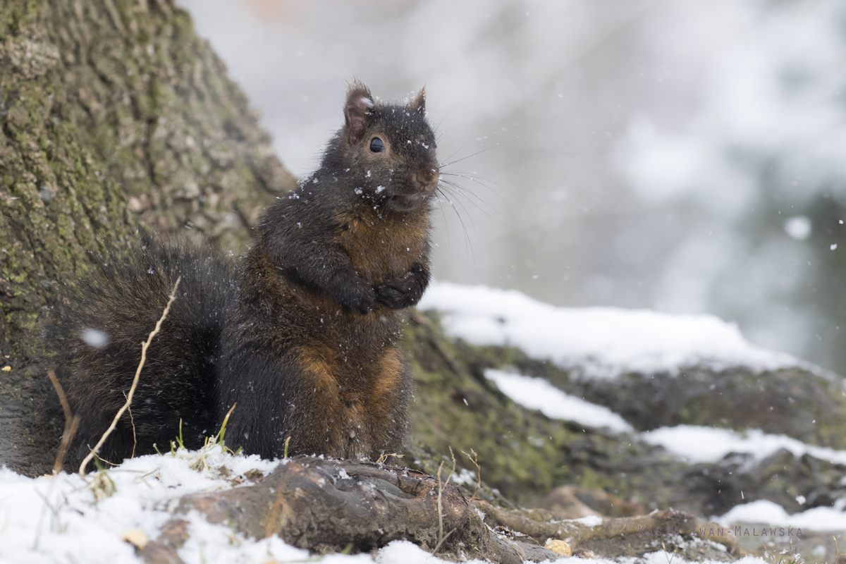 Wiewirka, szara, Sciurus, carolinensis, Kanada, ssaki