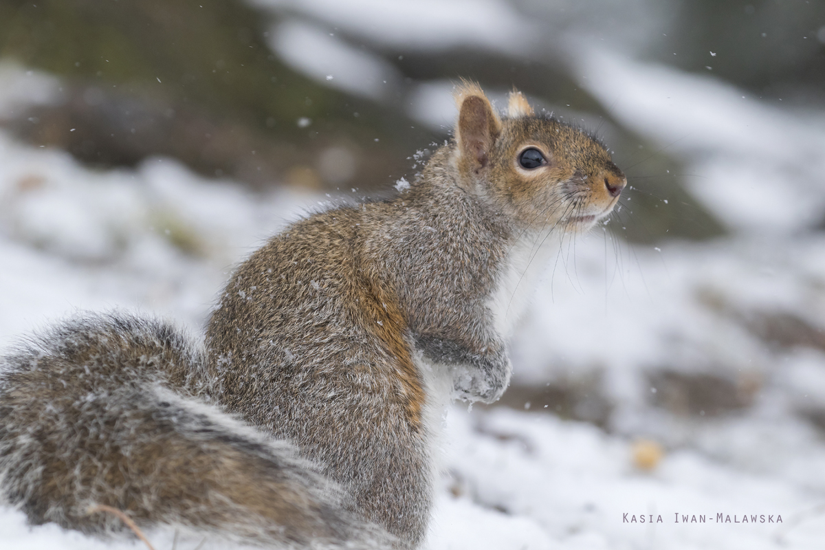 Wiewirka, szara, Sciurus, carolinensis, Kanada, ssaki