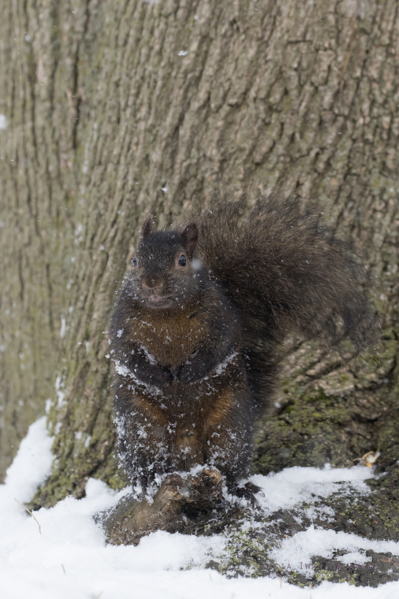 Wiewirka, szara, Sciurus, carolinensis, Kanada, ssaki